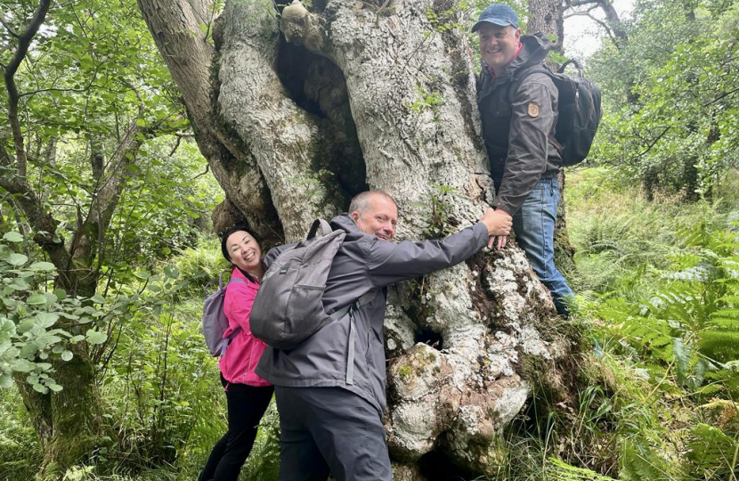 800-year-old ash tree