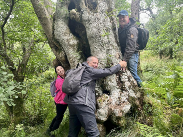 800-year-old ash tree